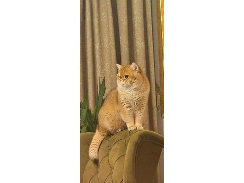 Irk garantili golden british shorthair bebekler