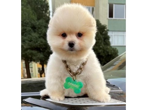 Sevimli pomeranian boo yavrularımız