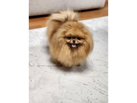Dişi türkiyedeki en iyisi pomeranian
