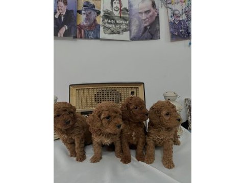 Muhteşem ırk garantili poodle yavrularım