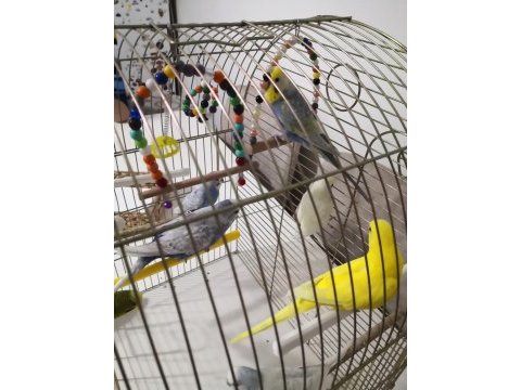 6 adet karışık cinsiyet muhabbet kuşu