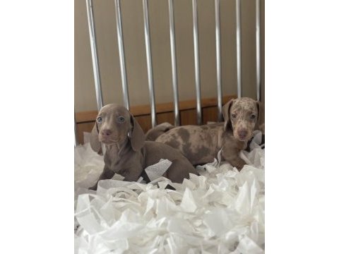 Orjinal dachshund yavrularımız