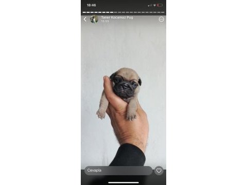 Pug mops yavrular ırk sağlık garantili