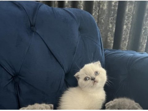 Saf kan eğitimli dişi scottish fold yavrular