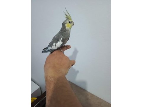 Konuşan sultan papağanı