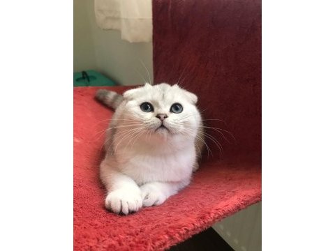 Safkan scottish fold silver ns11