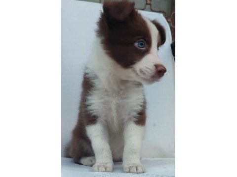 Kahverengi beyaz border collie yavru