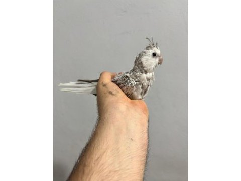 A kalite sultan papağanları