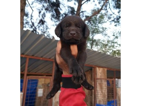 Çikolata, siyah ve şampanya labrador köpekler