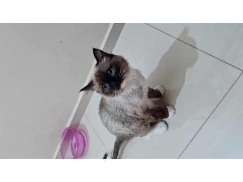 Kısırlaştırılmamış biri dişi ve biri erkek 8 aylık ragdoll