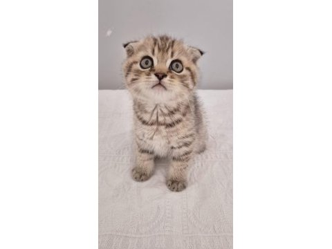 18 nisan doğumlu scottish fold erkek