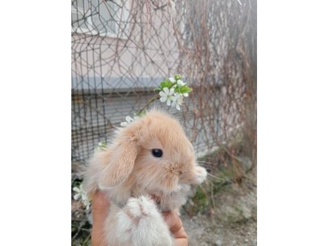 Hollanda lop tavşanı 1 aylık