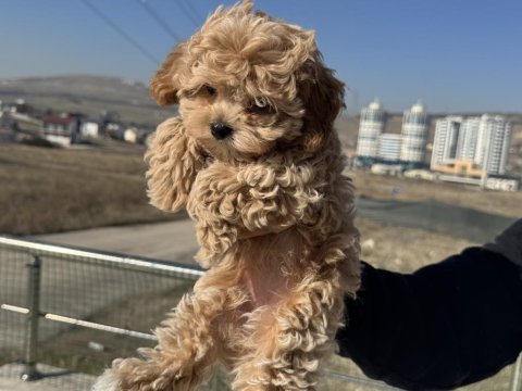 Ankarada ziyarete açık tea cup kore maltipoo