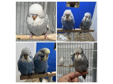 Show muhabbet kuşu yavrular