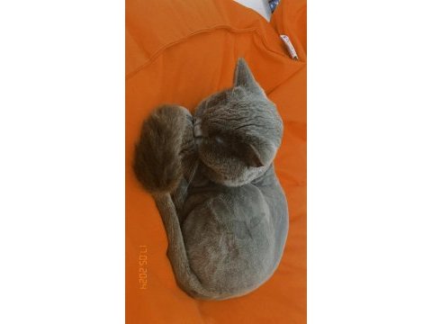 Gri british shorthair 2 yaşında