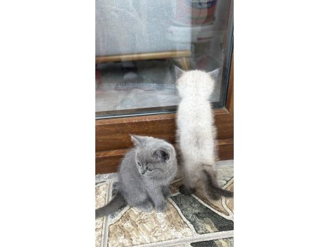 British yavrularımız için kalıcı yuvalar arıyoruz
