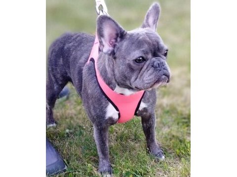 Eş egzotik french bulldoglar