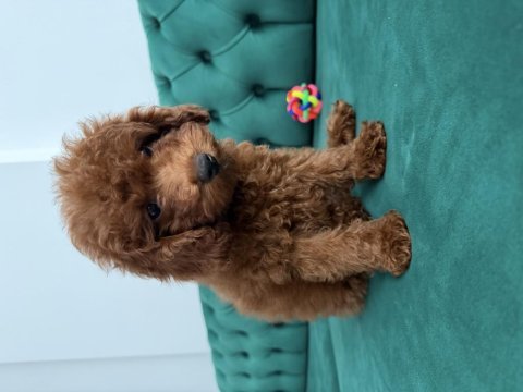 2 aylık minik yavru poodle