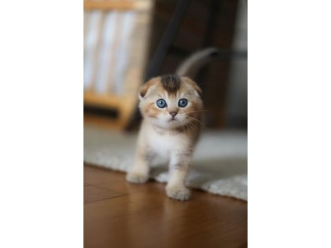 Top kafa scottish fold yavru
