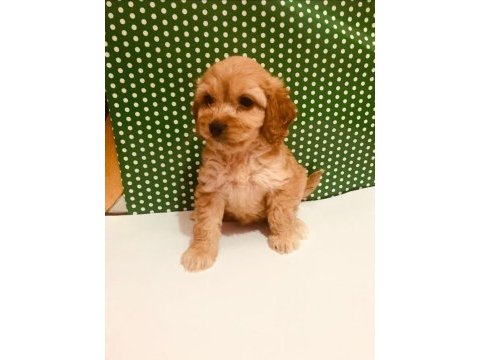 Hakiki red maltipoo wc eğitimli yavru