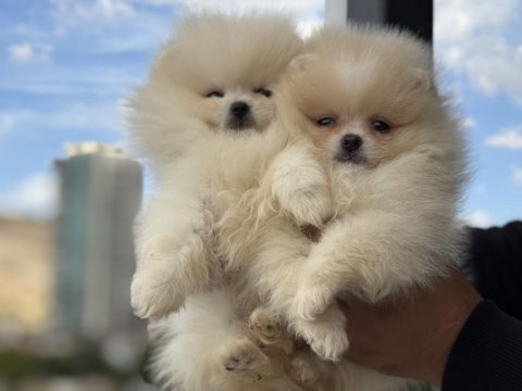 Ultra kalite tea cup pomeranian yavrularımız