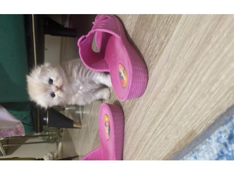2 aylık scottish fold longhair