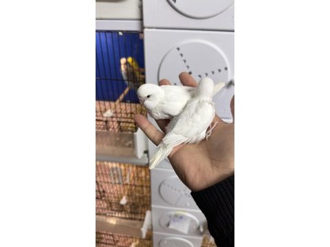 Yeni yeme düşmüş alıştırmalık iri çek muhabbet yavrular