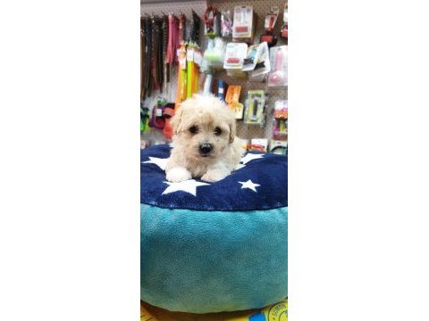 Maltese teriyer köpekler