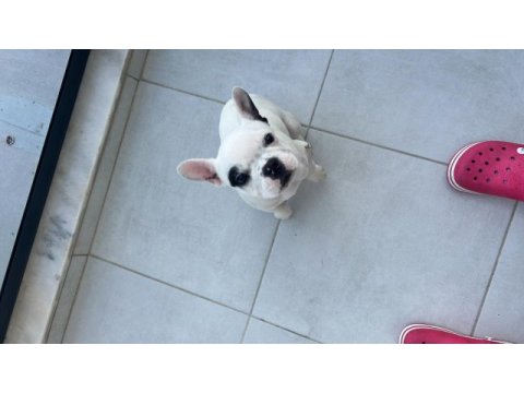 French bulldog yavru