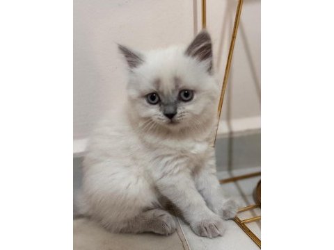 Sadece 1 prenses british shorthair kaldı
