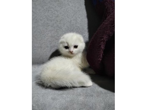 20 şubat doğumlu scottish fold yavrular