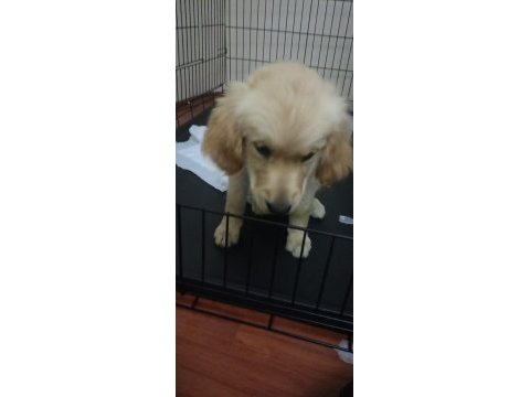 4 aylık dişi golden retriever