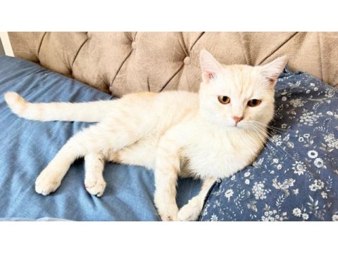 Boncuk gözlü british shorthair evlat