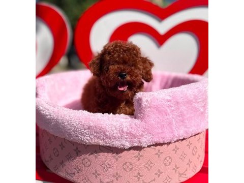 Orjinal toy poodle yavrularımız 