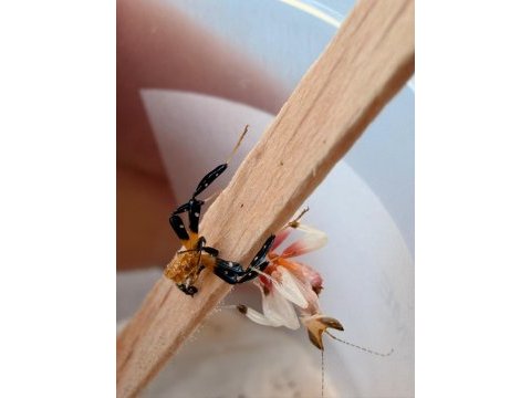 Orkide mantis (hymenopus coronatus)