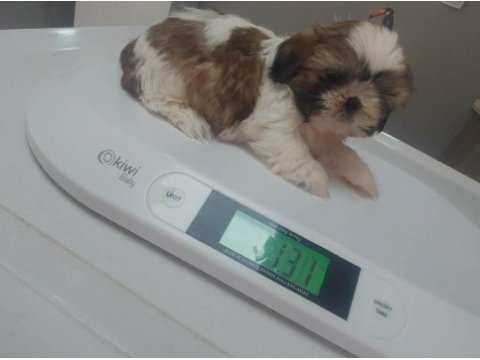 Ev ortamında büyüyen insana alışık shih tzu yavrular