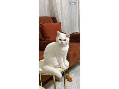 7 aylık beyaz dişi brıtısh shorthaır