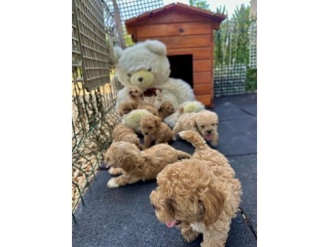 Google görsellerde bile olmayan maltipoo köpeklerim