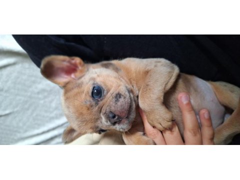 Cok tatlı french bulldog