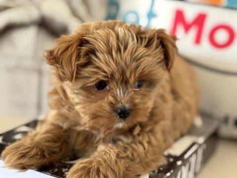 Petmode köpek çiftliğinden tea cup morkie