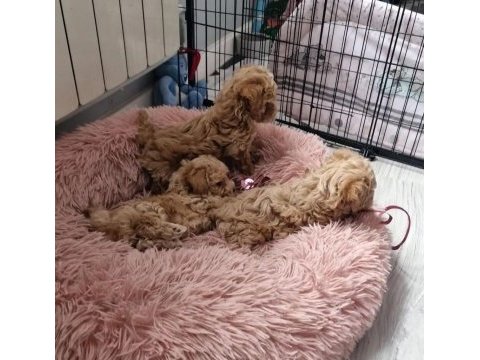 Sizi kendine aşık edecek bir maltipoo arkadaş arıyorsunuz