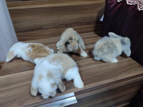 Hollanda teddy lop tavşan