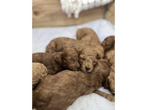 Minyatür poodle dostlar yeni sahiplerini arıyor