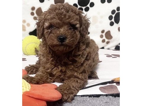 Toy poodle köpeği