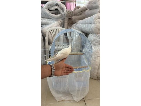 2 buçuk aylık sultan papağanı büyük kafesi acil