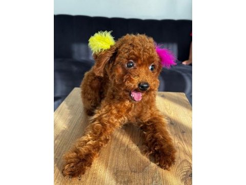 Altı aylık poodle koreler
