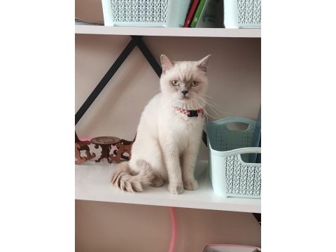 Kedimiz miayı sahiplendireceğiz