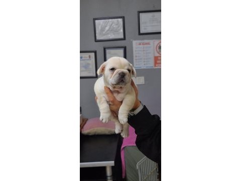 Egzotik renk french bulldog bebeklerimiz