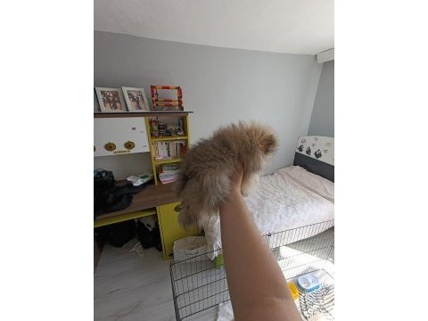 Erkek pomeranian yavrum yeni ailesini arıyor
