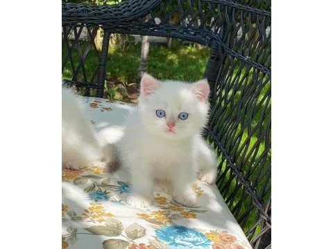 Irk garantili british shorthair yavruları